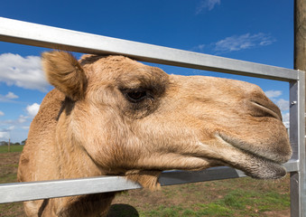 cute pet camel