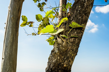 Little branch germinate from a trunk of tree, little bush with clear sky