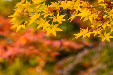 秋のもみじ