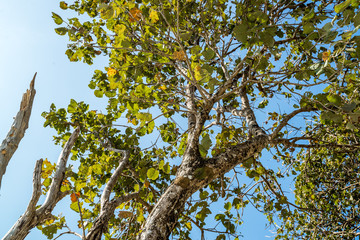 Fototapeta premium Trunk Tree with a branch and leaf in front of clear sky