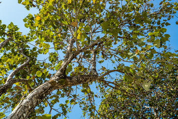 Trunk Tree with a branch and leaf in front of clear sky