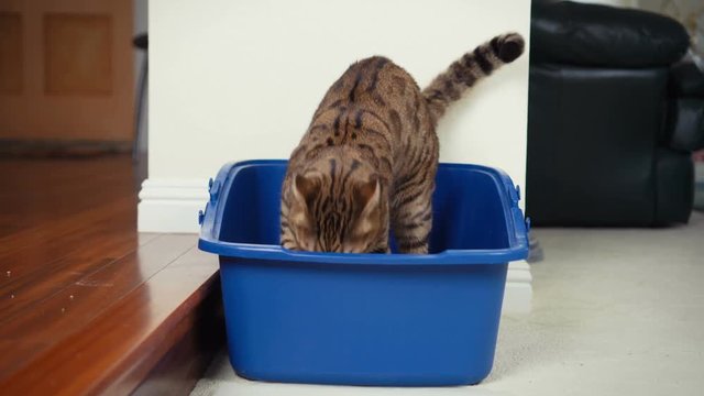 4K Cat Using Litter Box. Close-up view of Bengal cat digging inside open top litter box. 10 seconds.