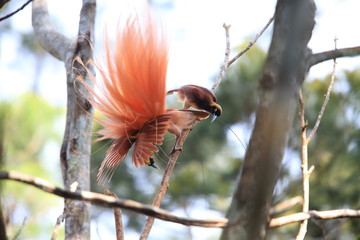Raggiana Bird-of-paradise (Paradisaea raggiana) in Varirata National Park, Papua New Guinea
