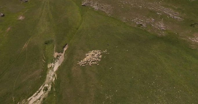 Aerial, green mountains, a flock of sheep on the huge meadow in summer in Italy, 4K