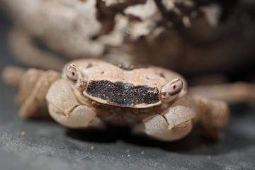 Portrait einer Marmorkrabbe