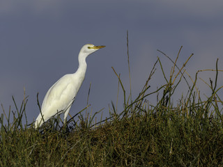Cattle Egret Portrait