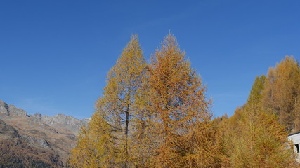 Fototapeta premium Foresta di larici in autunno