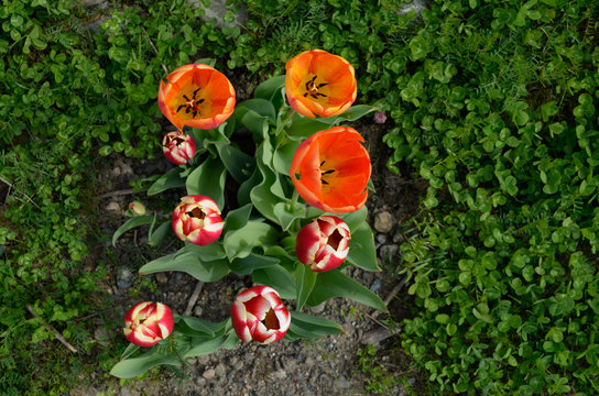 Looking into the tulips