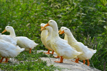 The ducks