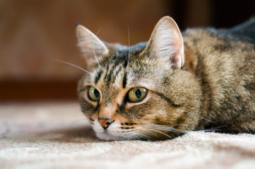 Domestic striped cat lying on the floor. 