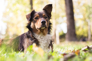 Pursuit for happiness