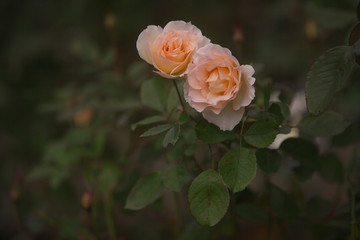 秋に咲いたピンクの薔薇