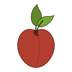 Delicious peach fruit icon vector illustration graphic design