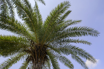 Fototapeta na wymiar Palm tree on blue sky background
