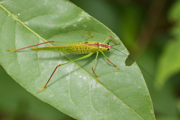 Image of grasshopper (Small Green Leaf Katydid.,Orthelimaea leeuwenii) on green leaves. Insect Animal