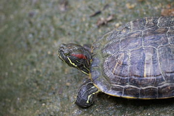 Image of Red-eared slider Turtle (Trachemys scripta elegans) on the floor. Reptile. Animals.