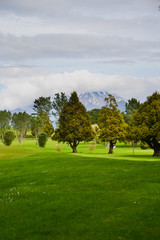 Fototapeta na wymiar Trees at local Golf Course