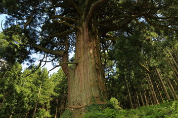 山五十川の玉杉（国指定天然記念物）　Yamairagawa Tamasugi(National designation natural monument) / Tsuruoka, Yamagata, Japan