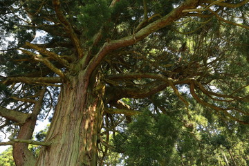 Obraz premium 山五十川の玉杉（国指定天然記念物） Yamairagawa Tamasugi(National designation natural monument) / Tsuruoka, Yamagata, Japan