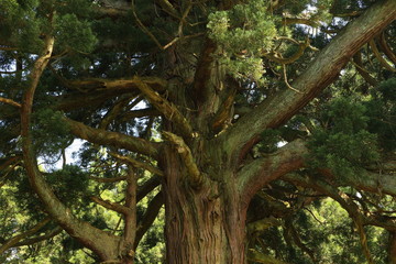 山五十川の玉杉（国指定天然記念物）　Yamairagawa Tamasugi(National designation natural monument) / Tsuruoka, Yamagata, Japan	