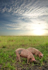 two pigs are in the field