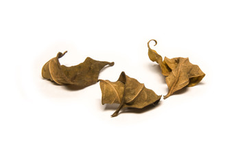 Fototapeta premium dry leafs isolated on white background