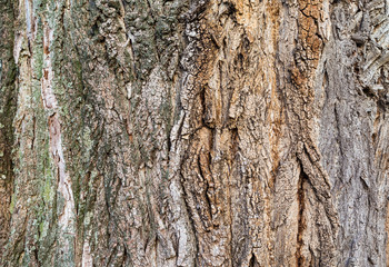 Poplar bark texture for background.