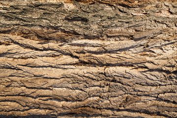 Poplar bark texture for background.