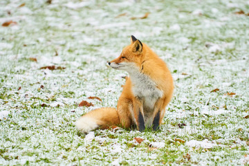 初冬のキタキツネ