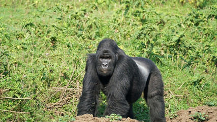 Mountain Gorilla Silver-back on a field in Eastern Congo
