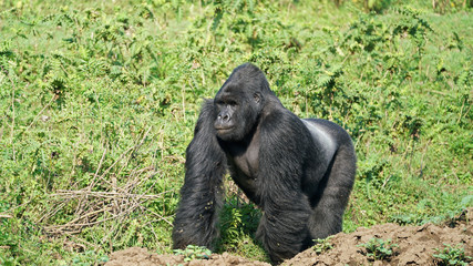 Naklejka premium Mountain Gorilla Silver-back on a field in Eastern Congo