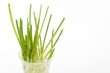 リボーンベジタブル「再生野菜」ネギ