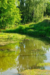 Fototapeta na wymiar Summer swamp with greenery around