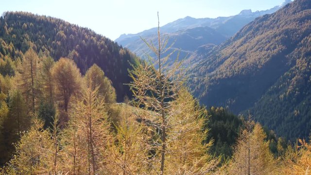Valchiavenna larici in autunno