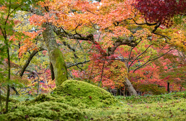 colorful leaves in autumn