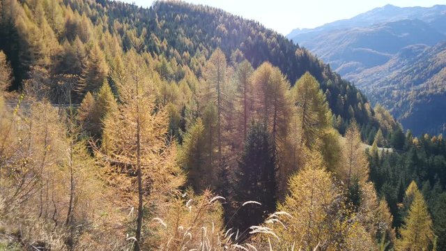 Valchiavenna larici in autunno