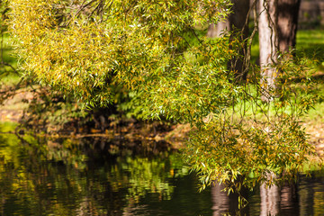 willow with autumn foliage