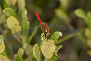 Red meadowhawk dragonfly on Mt. Sunapee, New Hampshire.
