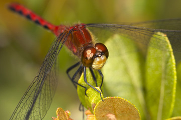 Red meadowhawk dragonfly on Mt. Sunapee, New Hampshire.