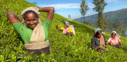Tea pickers at a plantation in Sri Lanka - obrazy, fototapety, plakaty