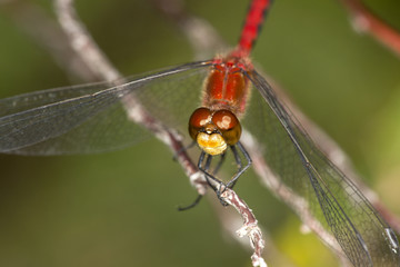 Red meadowhawk dragonfly on Mt. Sunapee, New Hampshire.