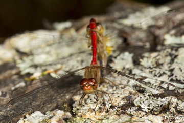 Two meadowhawk dragonflies attached in Sunapee, New Hampshire.