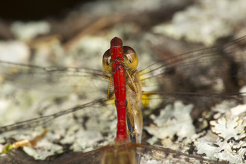 Two meadowhawk dragonflies attached in Sunapee, New Hampshire.