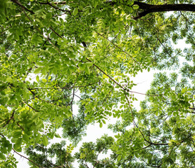 Green tree tops