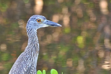 bird close up