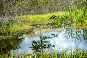 Everglades wetlands in the summer