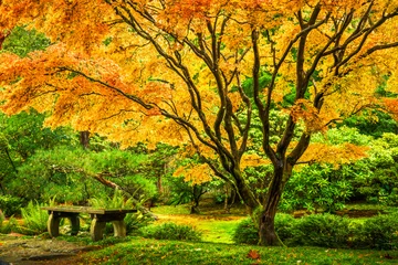 Poster de jardin Arbres Japanese maple tree with golden fall foliage next to an empty bench in Seattle's Washington Park Arboretum Botanical Garden