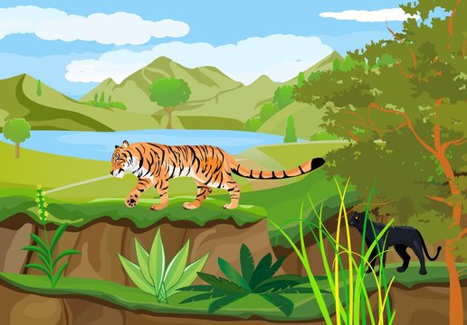 Tiger and panther in the forest, vector wild landscape