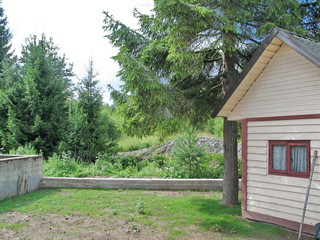 small children's house among pines and fir-trees