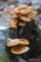 Flammulina velutipes mushrooms